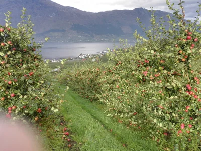 Ullensvang - Photo 2