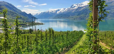 Ullensvang - Photo 5