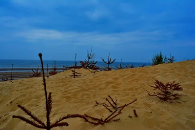 Formby - Photo 3