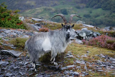 Dinorwig - Photo 3