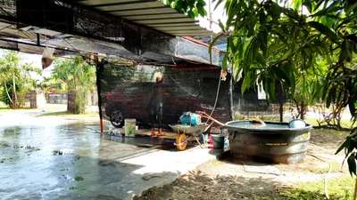 Pekan - Photo 2