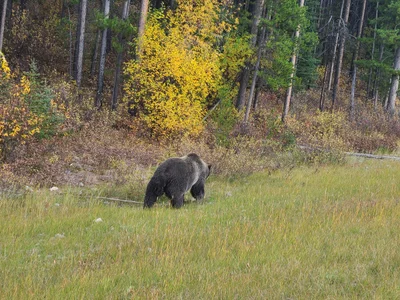 Kananaskis Improvement District - Photo 4