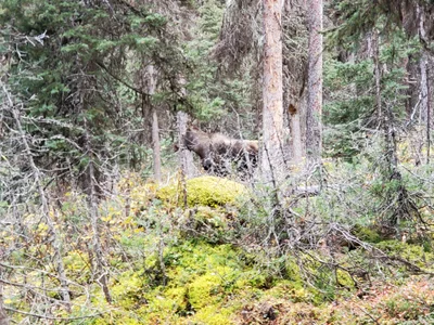 Kananaskis Improvement District - Photo 5