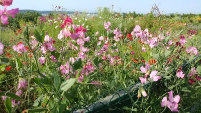 Kamouraska - Photo 2