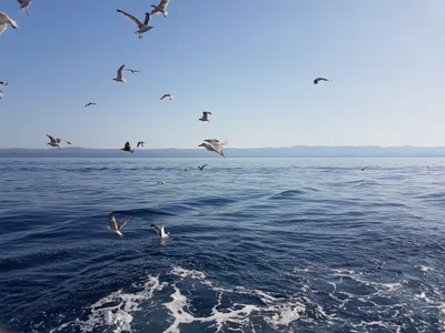 Općina Bol - Photo 3