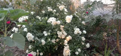 Bhavnagar - Photo 2