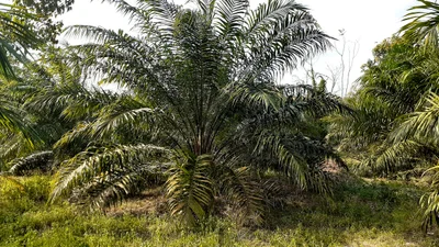 Khiri Rat Nikhom - Photo 3