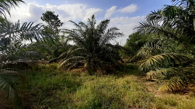 Khiri Rat Nikhom - Photo 4
