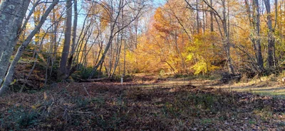 Clifton - Photo 2