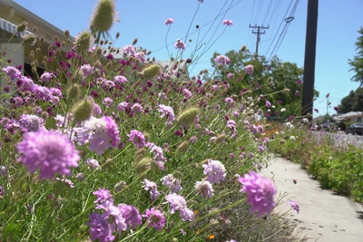El Cerrito - Photo 5
