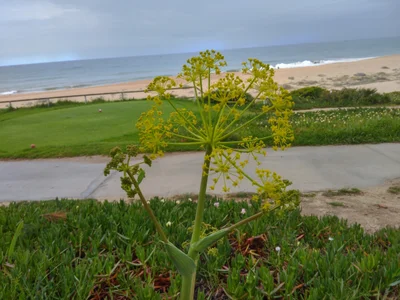 Almancil - Photo 2
