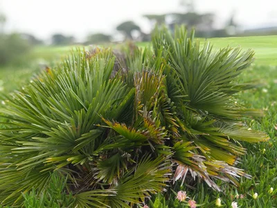 Almancil - Photo 3