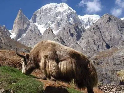 Karimabad - Photo 5