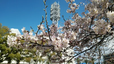 Niihama - Photo 4