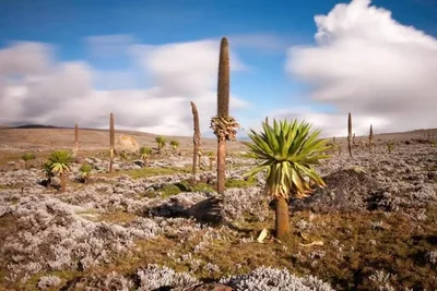 Bale Mountains National Park - Photo 5
