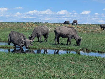 Chobe National Park - Photo 2
