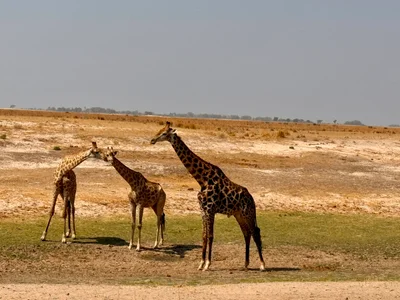 Chobe National Park - Photo 4