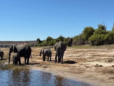 Chobe National Park - Photo 5