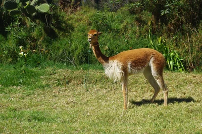 Sacred Valley - Photo 5