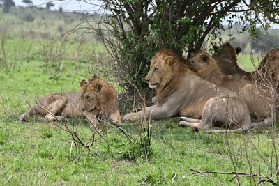 Maasai Mara National Reserve - Photo 2