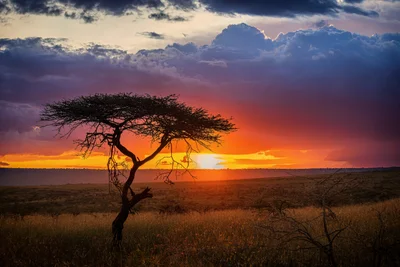 Maasai Mara National Reserve - Photo 3