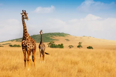 Maasai Mara National Reserve - Photo 5