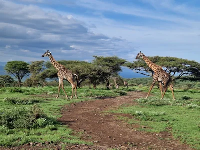Ngorongoro Conservation Area - Photo 3
