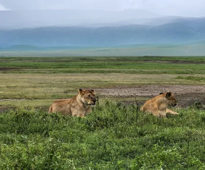 Ngorongoro Conservation Area - Photo 5