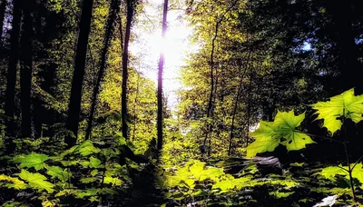 Franconia - Photo 3