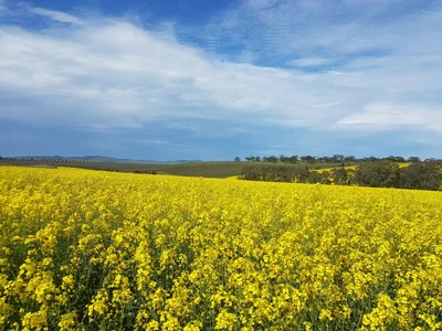 Barossa Valley - Photo 3