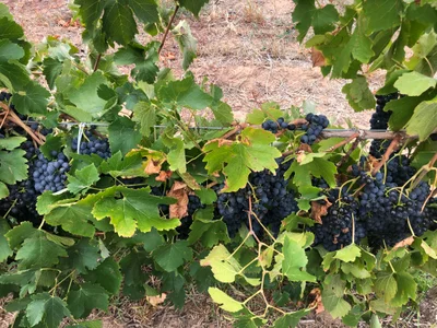 Barossa Valley - Photo 4