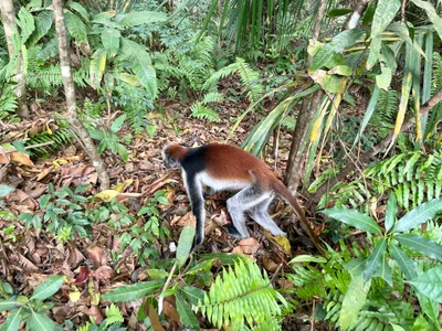 Zanzibar Island - Photo 5