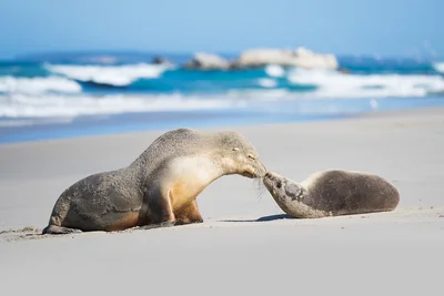 Kangaroo Island - Photo 4