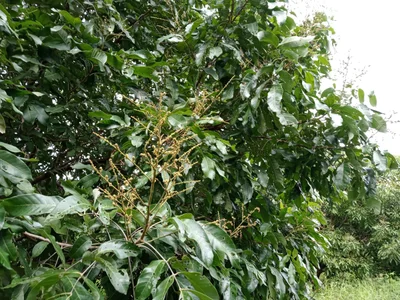 Bo Phloi - Photo 2