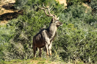 Greater Addo - Photo 3
