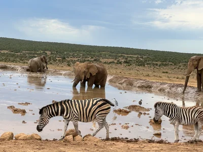 Greater Addo - Photo 5