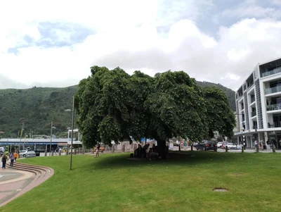 Picton - Photo 4