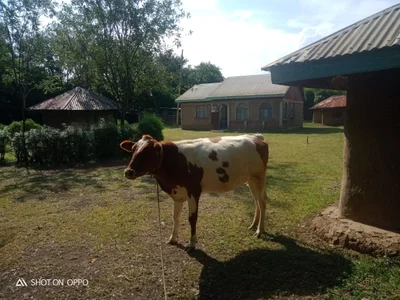 Kisumu - Photo 5