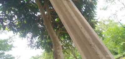 Bago Township - Photo 4