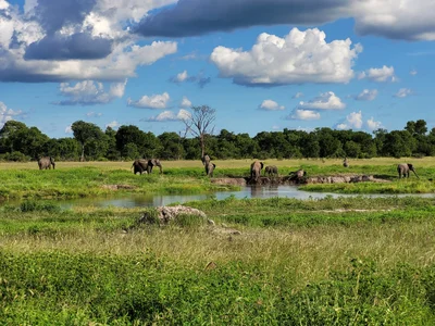 Hwange National Park - Photo 4