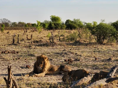 Hwange National Park - Photo 5