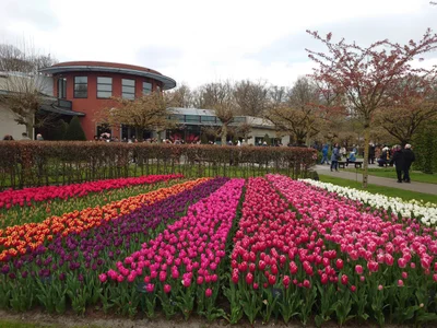 Lisse - Photo 3