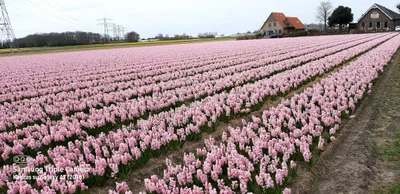 Lisse - Photo 4
