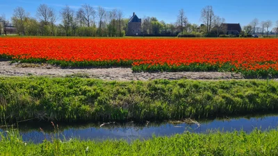Lisse - Photo 5