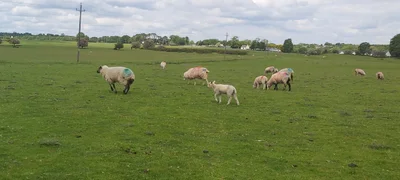County Kildare - Photo 5