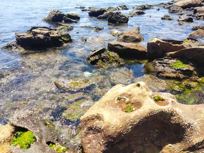 Pearl Beach - Photo 5