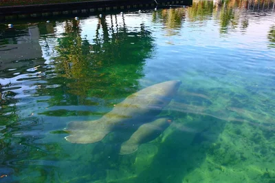 Crystal River - Photo 3