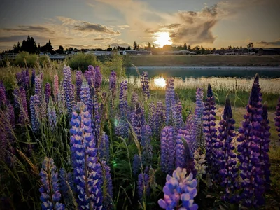 Lake Tekapo - Photo 4