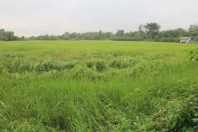 Chom Bueng - Photo 4