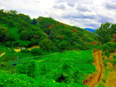 Kashiwara - Photo 4